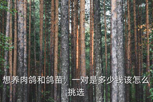 石家莊肉鴿現在多少錢一只,一對是多少錢