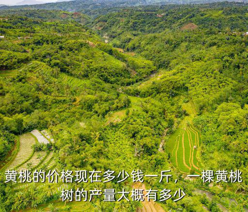 安徽湯山現在黃桃多少錢一斤,五毛一斤沒人要