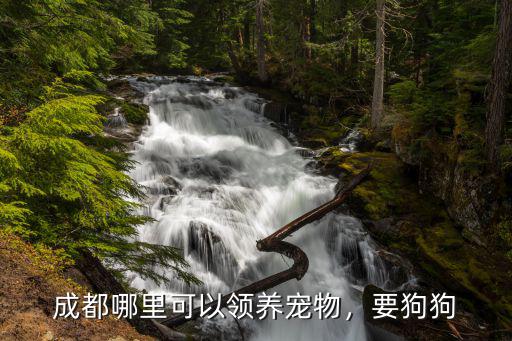成都哪里有領養(yǎng)狗狗,成都的流浪狗可以在哪里領養(yǎng)