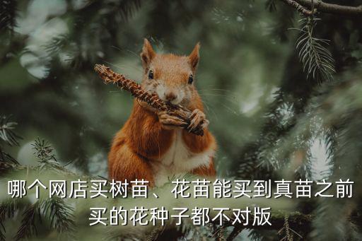 攀枝花哪里可以買到花苗,那么應(yīng)該到哪里買