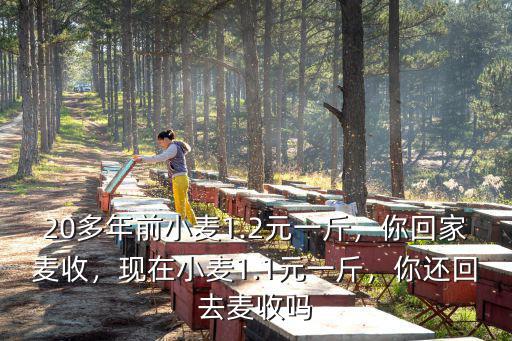 20多年前小麥1.2元一斤，你回家麥收，現(xiàn)在小麥1.1元一斤，你還回去麥收嗎