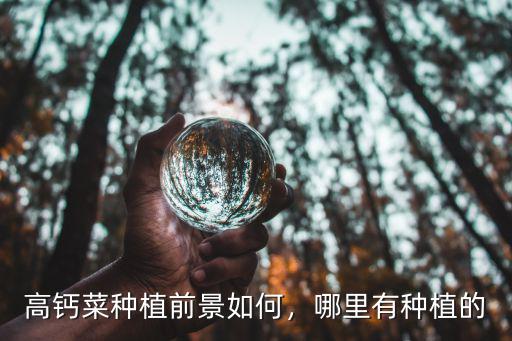 河南哪里種有高鈣菜,高鈣菜種植前景如何