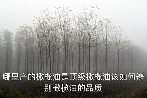四川哪里產橄欖油,哪里產的橄欖油是頂級橄欖油