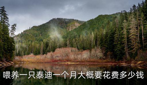 合肥小泰迪犬多少錢一只,寵物狗泰迪多少錢一只