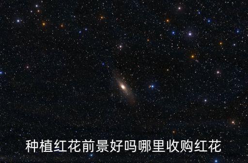 種植紅花前景好嗎哪里收購(gòu)紅花