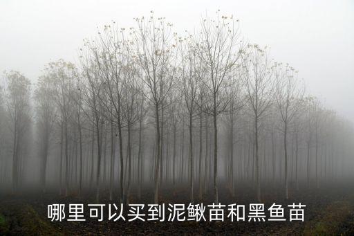 眉山黑魚苗哪里有售,哪里可以買到泥鰍苗和黑魚苗