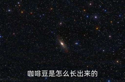 南陽咖啡豆怎么,咖啡豆是怎么長出來的