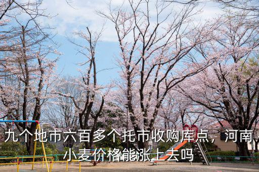 九個地市六百多個托市收購庫點，河南小麥價格能漲上去嗎