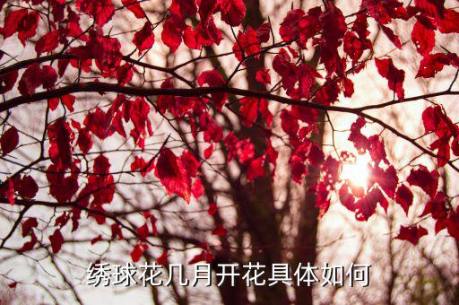 繡球花幾月開花具體如何