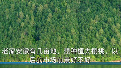 老家安徽有幾畝地，想種植大櫻桃，以后的市場前景好不好