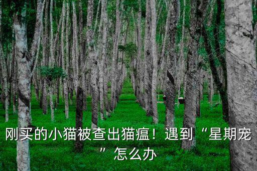 剛買的小貓被查出貓瘟！遇到“星期寵”怎么辦