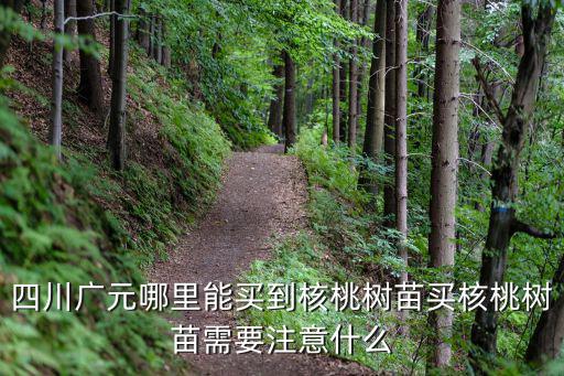 廣元市哪里有賣核桃樹苗,哪里可以買到核桃樹苗