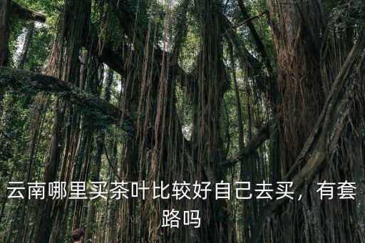 云南哪里買茶葉比較好自己去買，有套路嗎