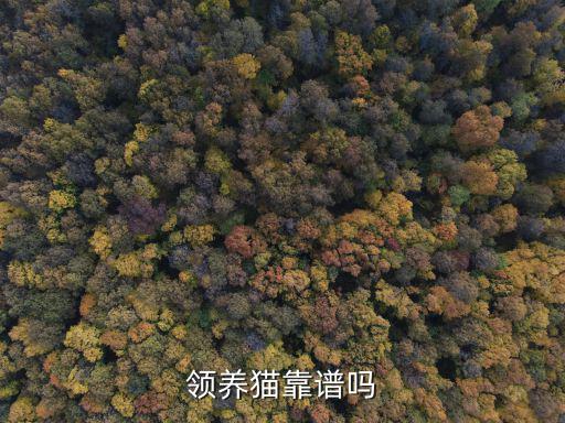 成都哪里可以領養橘貓,成都的流浪狗可以在哪里領養