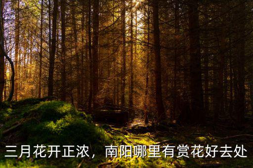 在河南南陽(yáng)情侶踏青去哪里好,南陽(yáng)哪里有賞花好去處