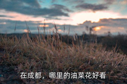 成都附近哪里的油菜花最美,最美的油菜花海在哪里