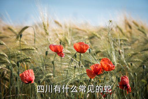 四川哪里的蛇最厲害,生肖蛇最厲害的地方在哪里