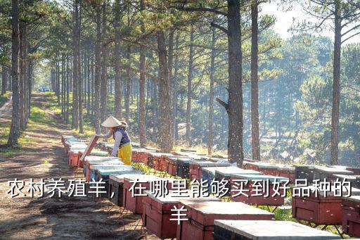 農村養殖羊，在哪里能夠買到好品種的羊