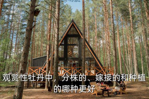 觀賞性牡丹中，分株的、嫁接的和種植的哪種更好