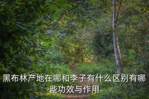 黑布林產地在哪和李子有什么區別有哪些功效與作用
