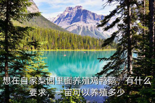 想在自家梨園里面養殖雞鴨鵝，有什么要求，一畝可以養殖多少