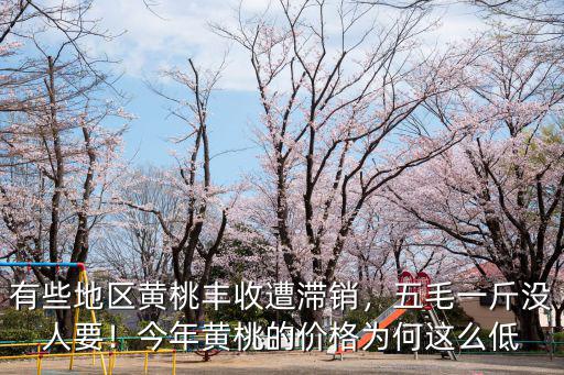 有些地區黃桃豐收遭滯銷，五毛一斤沒人要！今年黃桃的價格為何這么低