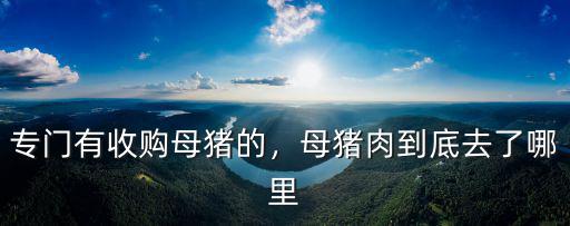 專(zhuān)門(mén)有收購(gòu)母豬的，母豬肉到底去了哪里