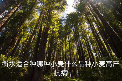 河北衡水小麥畝產(chǎn)多少斤,衡水適合種哪種小麥