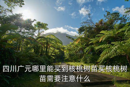 四川廣元哪里能買到核桃樹苗買核桃樹苗需要注意什么