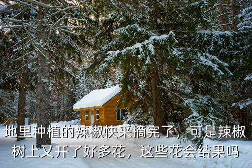 地里種植的辣椒快采摘完了，可是辣椒樹上又開了好多花，這些花會(huì)結(jié)果嗎