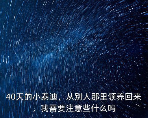 攀枝花在哪里可以領養小泰迪,應該去哪里領養