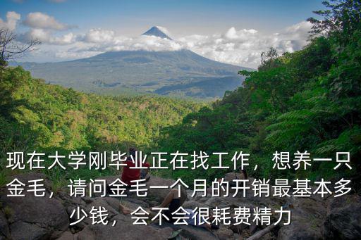 唐山養(yǎng)一只金毛多少錢,金毛一個月大概要花多少錢