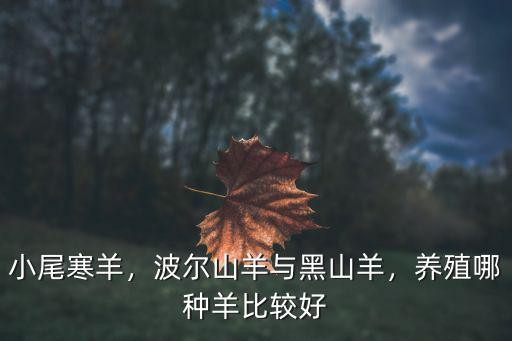河南哪里有養殖黑山羊的,波爾山羊與黑山羊