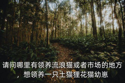 漯河哪里可以領養(yǎng)貓,哪里有領養(yǎng)貓咪的啊
