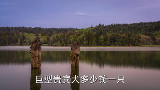 保定巨貴犬多少錢一只,巨型貴賓犬多少錢一只