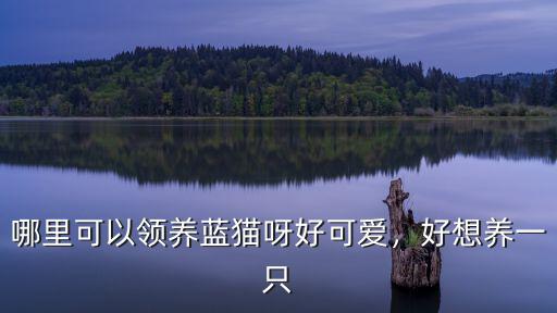 成都藍(lán)貓收養(yǎng)所在哪里,哪里可以領(lǐng)養(yǎng)藍(lán)貓呀