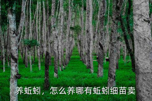 養蚯蚓，怎么養哪有蚯蚓細苗賣