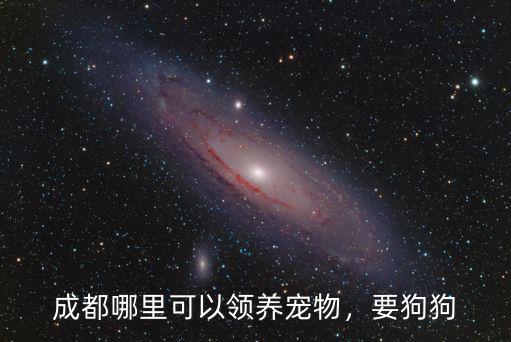 成都哪里收小狗,成都哪里可以領(lǐng)養(yǎng)寵物