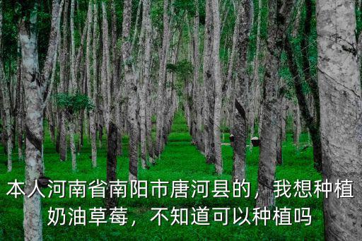 河南草莓怎么種植方法,如何種植草莓