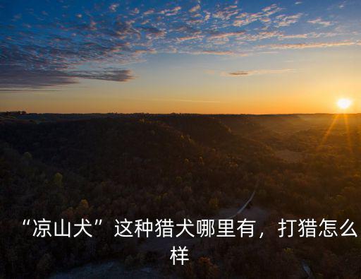 “涼山犬”這種獵犬哪里有，打獵怎么樣