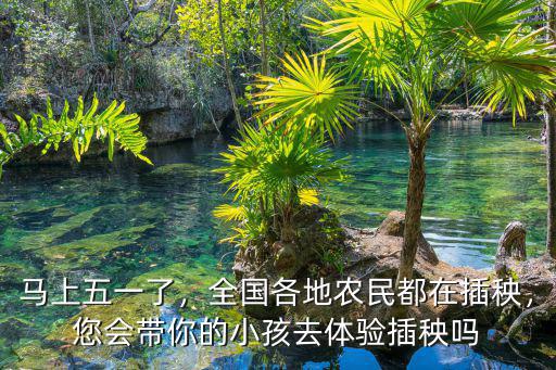 成都哪里有體驗插秧的地方,而有很多地方依然堅持插秧
