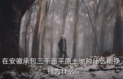 安徽種高粱一畝能賺多少,甜高粱一畝地能養幾頭牛