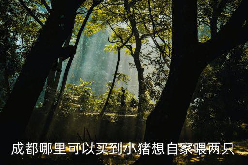 四川哪里可以賣豬,成都哪里可以買到小豬