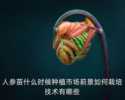 河南哪里有人參種苗,河南有野人參嗎
