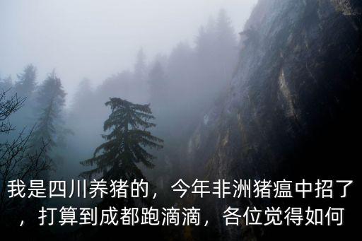 四川豬瘟到哪里了,最近四川出現了豬瘟