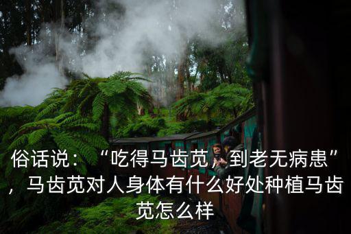 俗話說：“吃得馬齒莧，到老無病患”，馬齒莧對人身體有什么好處種植馬齒莧怎么樣