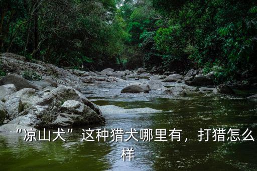 “涼山犬”這種獵犬哪里有，打獵怎么樣