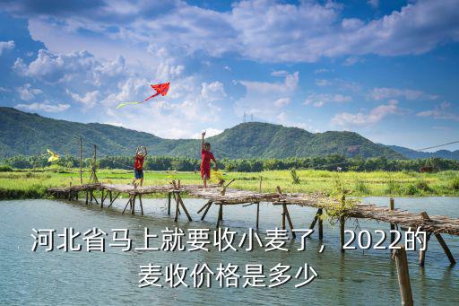 保定麥收多少錢一斤,被小雨淋過的小麥多少錢一斤