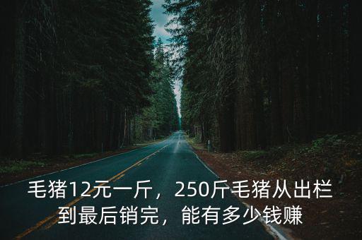 邢臺南宮毛豬多少錢一斤,毛豬12元一斤