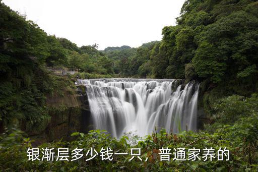 安徽銀漸層貓多少錢一只,銀漸層貓多少錢一只